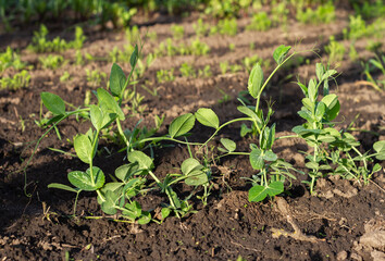 View of a pea bush in the ground. Seedlings in the garden
