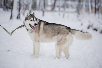husky dog in the winter forest