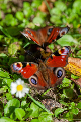 butterfly sitting in the grass with outstretched wings