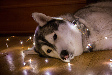 Fototapeta premium husky dog in the garland