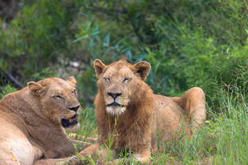 Obraz premium Young african lion couple lying down in savannah, national park south africa