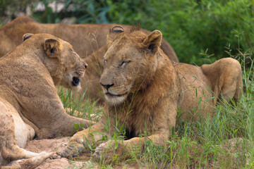 Affectionate lion and lioness in natural habitat, national park south africa