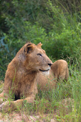 Fototapeta na wymiar Young african lion relax and lay down on the ground in his natural habitat
