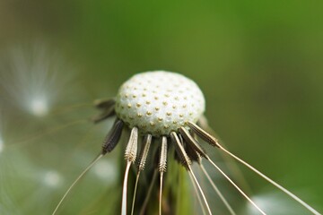Reste von einer Pusteblume