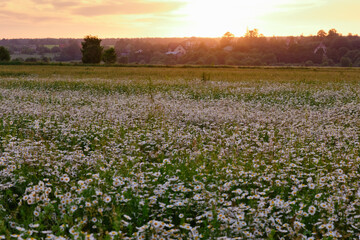 beautiful summer field with camomile at the sunset
