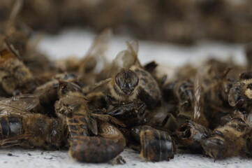 dead fish on the ground