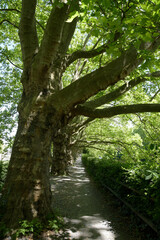 chemin bordé d'arbres - Zurich