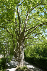 Fototapeta premium chemin abrités par les arbres - Zurich Suisse