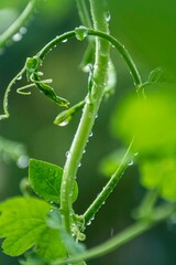 The last drop, slips through small leaves