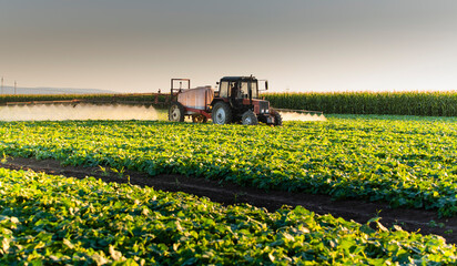 Tractor spraying vegetable field in sunset.