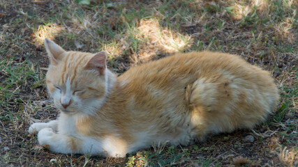 Il gatto che fa la siesta pomeridiana in estate