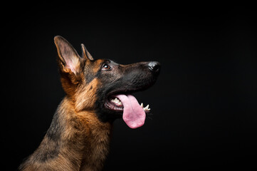 Portrait of a German shepherd in front of an isolated black background. Close-up of a German shepherd in profile view isolated black background.