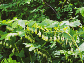 Polygonatum multiflorum | Solomon's seal or garden Solomon's-seal. White flowering plant hanging on arching stems and great alternate leaves necked arching above