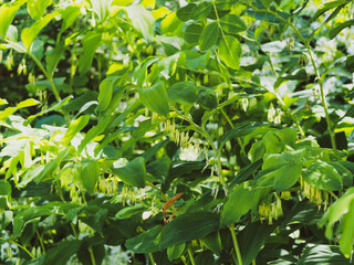 Garden Solomon's-seal or polygonatum hybridum. Elegant flowering plant on shady areas near a woodland with its white flowers clusters hanging downwards at the jonction between leaf and arching stem 