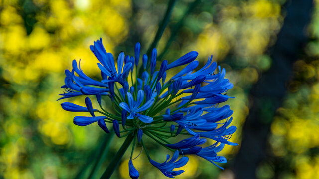 Agapantus nel giardino in estate