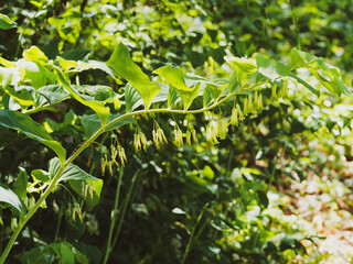 Eurasian solomon's seal or polygonatum multiflorum. Flowering plant with alternate leaves necked on arching stems on which hang clusters of white and green tubular flowers