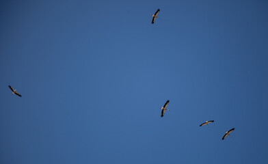 A flock of storks on a background of blue sky. Four birds fly in the clouds. Stork isolated. Big white bird. Rainbow in the sky. Place for text. Copy space. Wild birds life.