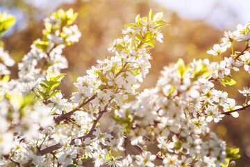 Wild cherry flowers blooming at spring. White flowers blooming on branch. Soft focus