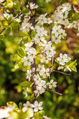 Wild cherry flowers blooming at spring. White flowers blooming on branch. Soft focus