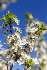 Wild cherry flowers blooming at spring. White flowers blooming on branch. Soft focus