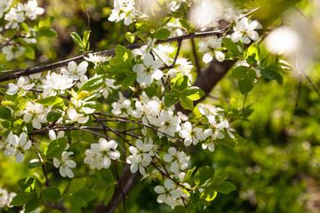 Wild cherry flowers blooming at spring. White flowers blooming on branch. Soft focus