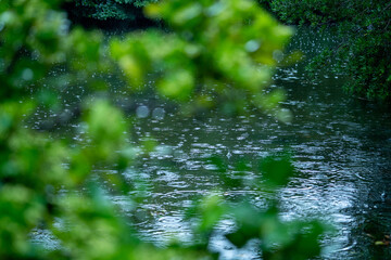 雨と植物