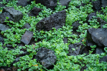 雨に濡れる植物