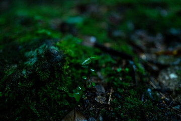雨に濡れる植物