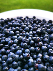 Blueberry (Vaccinium myrtillus) close-up. Berries in a white plate in the background of green grass. Forest fruits.