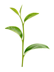 Green tea leaf isolated on white background