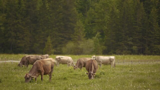 A herd of Brown Swiss cows grazing on a field with a forest on background in Switzerland
