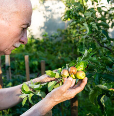 Naklejka na ściany i meble The farmer checking the quality of the new apple harvest