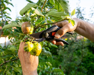 Gardener pruning bad apples
