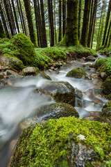 A river flowing over rocks in a Scottish forest during summer showing green moss and clover against a background of trees and woodland