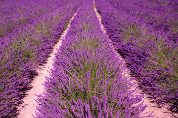 Naklejka na ściany i meble Lavender field Tuscan countryside Italy