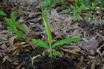 the green ginger plant seedlings in the field.