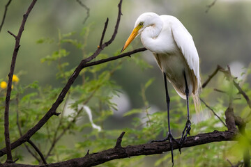 great egret or ardea alba perched on branch with natural green background at keoladeo national park or bird sanctuary bharatpur rajasthan india