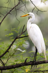 great egret or ardea alba perched on branch with natural green background at keoladeo national park...