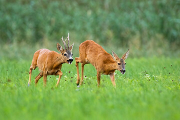 Pair of roe deer, capreolus capreolus, running on meadow in rutting season. Roebuck following doe in grass with blurred background. Animal male chasing female in field.