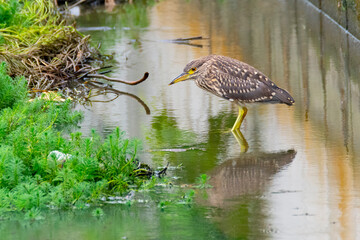 水辺で餌を探すゴイサギ