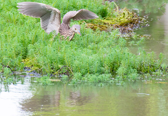水辺で餌を探すゴイサギ