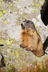 Wild alpine marmot, marmota marmota, standing on rock in the sunlight. Curious animal looking from stone. Vertical composioton of mammal observing surrounding in summer.