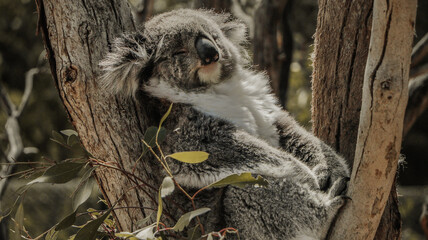 Cute sleeping Koala (Australian animal) on a treetop from Melbourne Australian zoo © AllFrameWorks