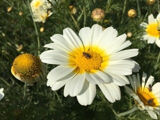 Obraz premium white daisies in a garden