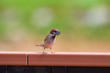 Fototapeta premium 食事中の手すりに留まるスズメ