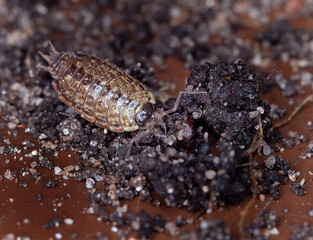 
A woodlouse is a crustacean from the monophyletic suborder Oniscidea within the isopods. They are called that from being found in old wood. The first woodlice were marine isopods.
