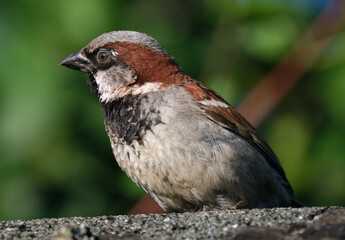 
The house sparrow is a bird of the sparrow family Passeridae, found in most parts of the world. It is a small bird that has a typical length of 16 cm and a mass of 24–39.5 g. 