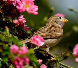 
The house sparrow is a bird of the sparrow family Passeridae, found in most parts of the world. It is a small bird that has a typical length of 16 cm and a mass of 24–39.5 g. 