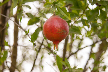 A ripe bright red pomegranate hanging on the tree