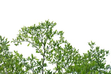 Fototapeta premium Tropical tree leaves with branches on white isolated background for green foliage backdrop 